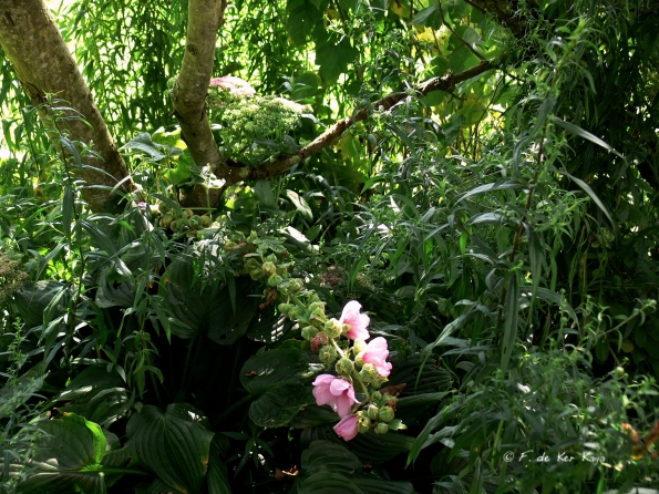 Bois des Moutiers  (40) Summer 2012